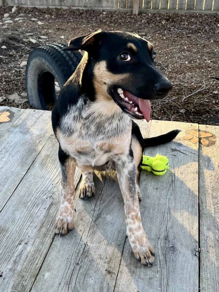 Enlarge Jake, a Adoptable mixed breed in Lincoln, NE image 6/6