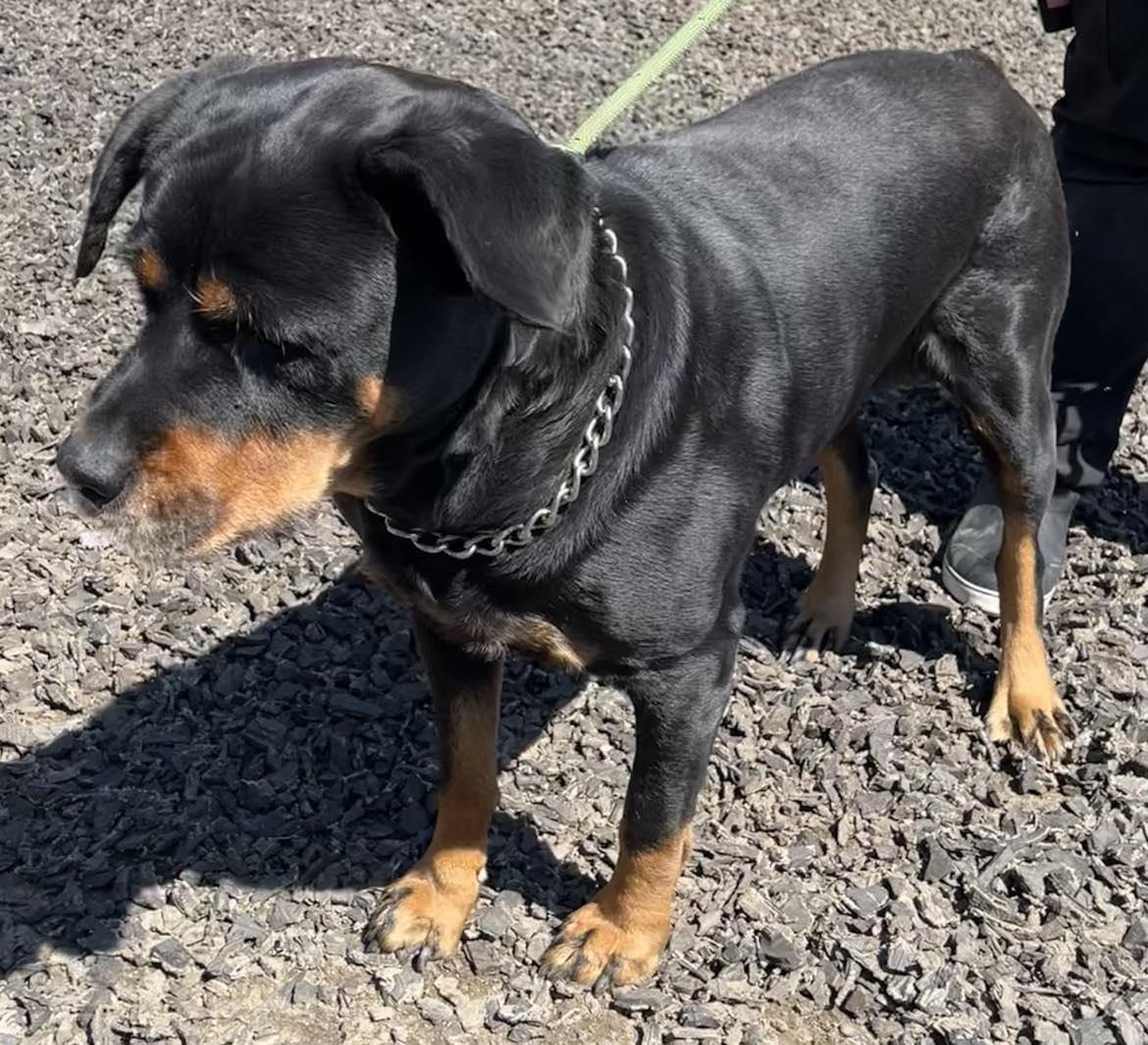 RUBY, a Adoptable Rottweiler in Chapel Hill, NC image 3/6