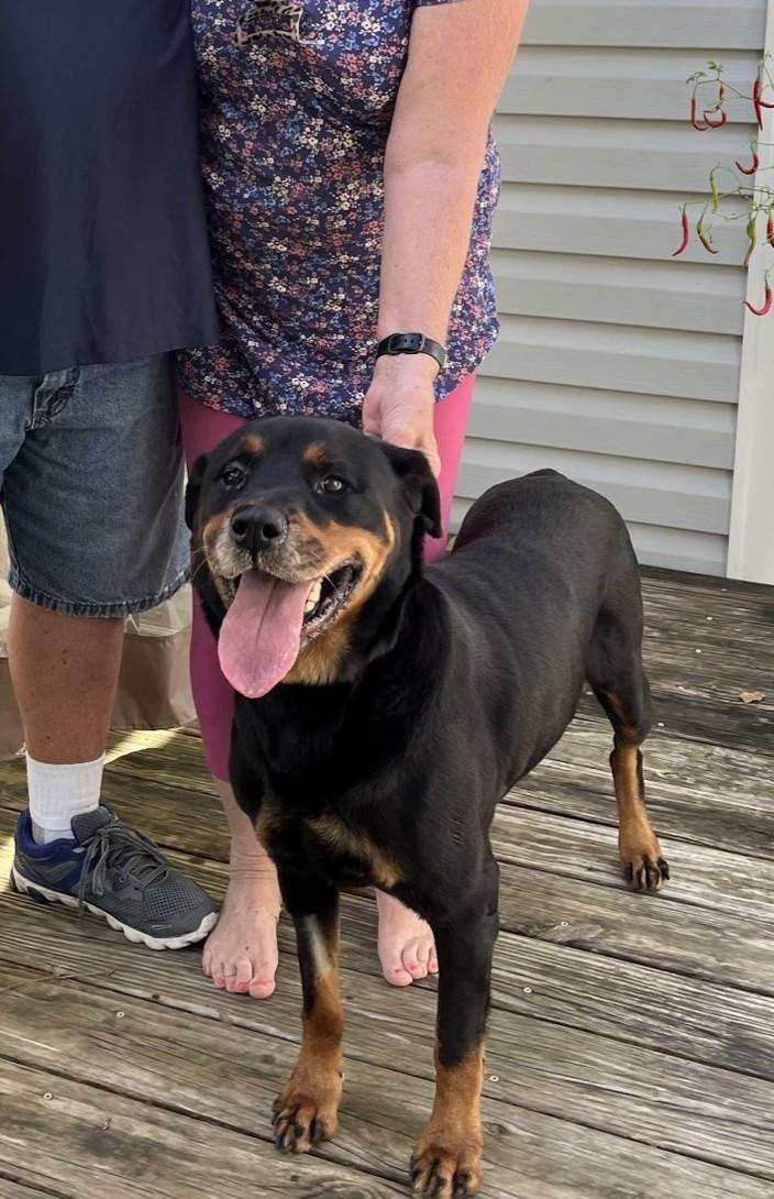 RUBY, Adoptable, Adult Female Rottweiler.