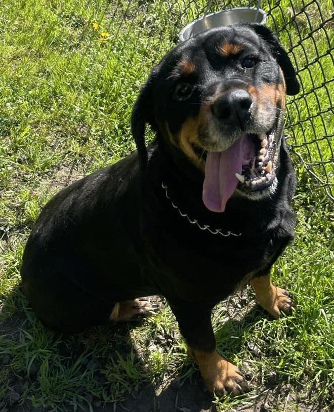RUBY, a Adoptable Rottweiler in Chapel Hill, NC image 2/6