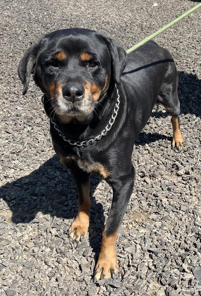 RUBY, a Adoptable Rottweiler in Chapel Hill, NC image 4/6