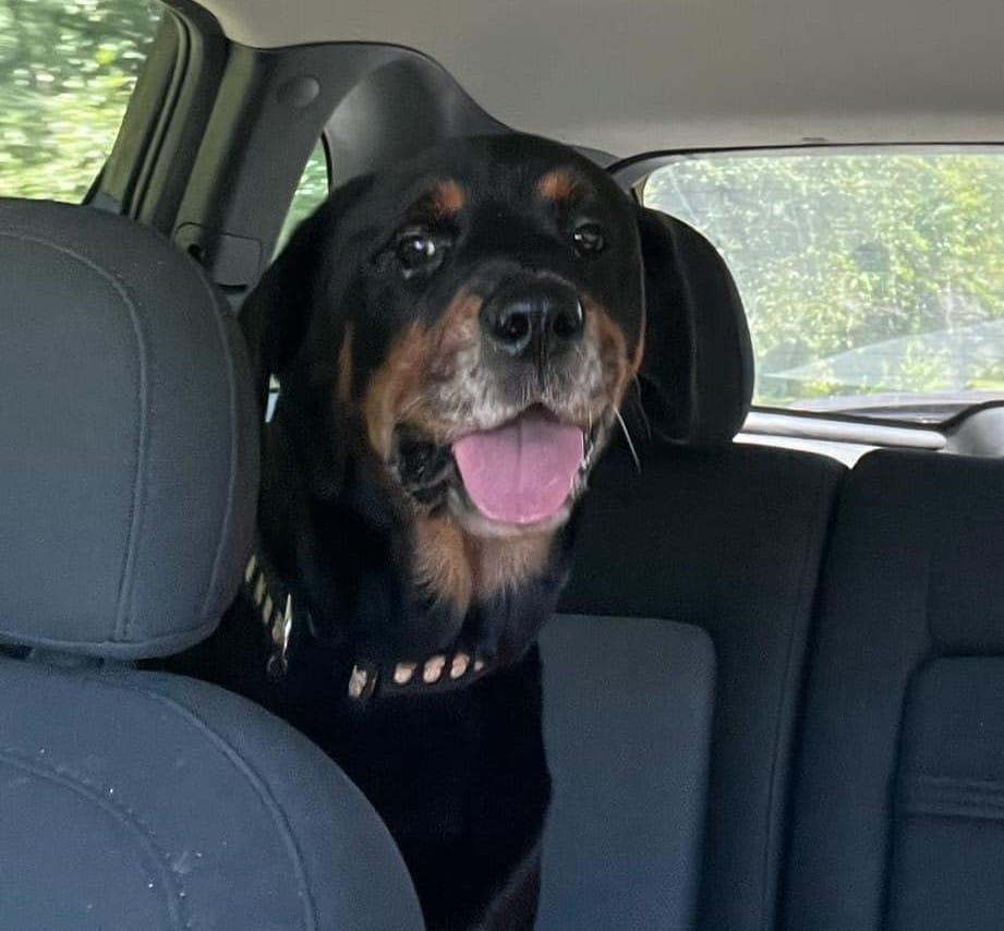 RUBY, a Adoptable Rottweiler in Chapel Hill, NC image 5/6