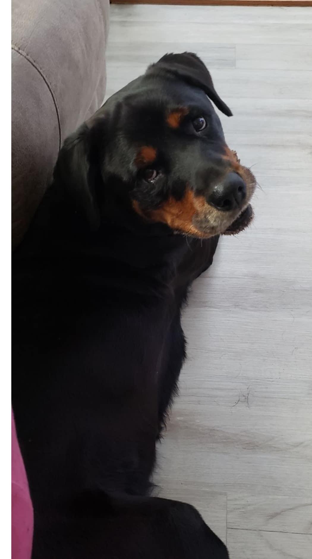 RUBY, a Adoptable Rottweiler in Chapel Hill, NC image 6/6