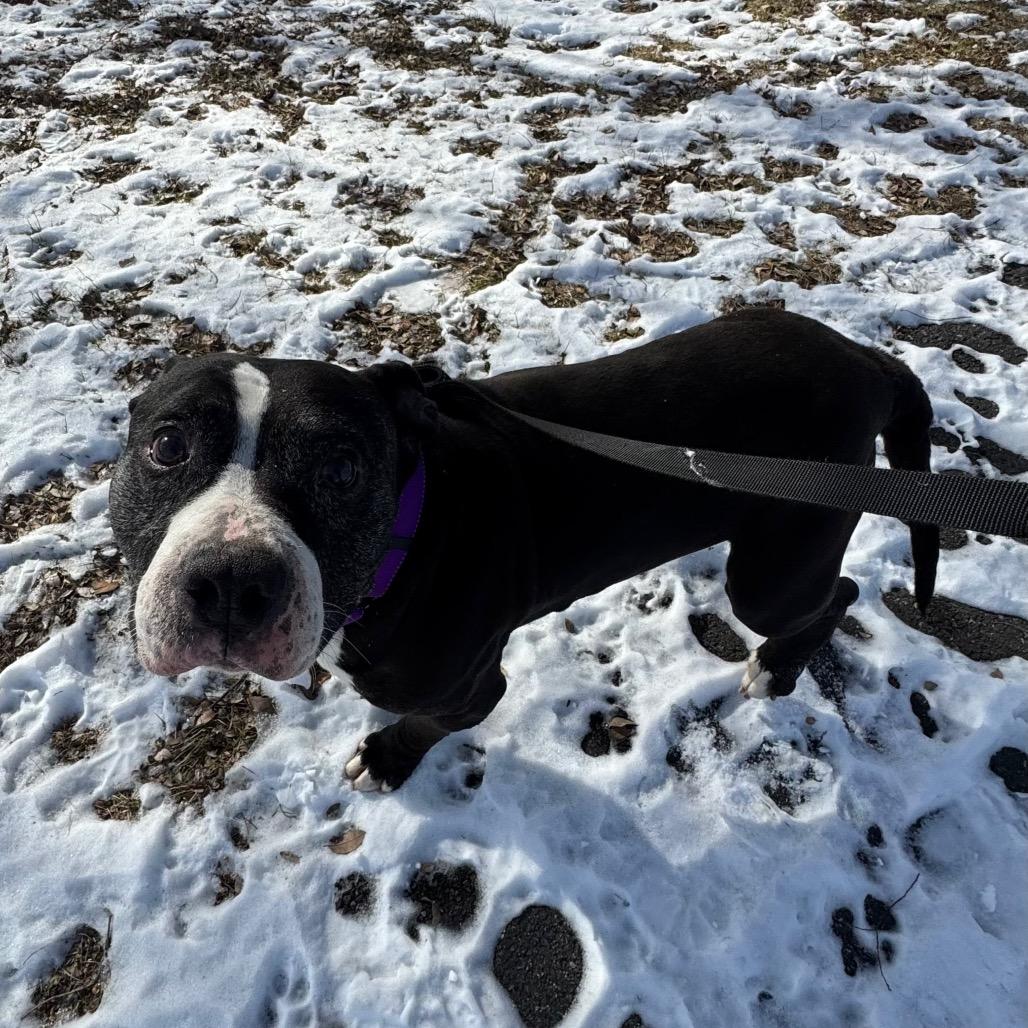 Poppy, a Adoptable mixed breed in Newark, DE image 1/6