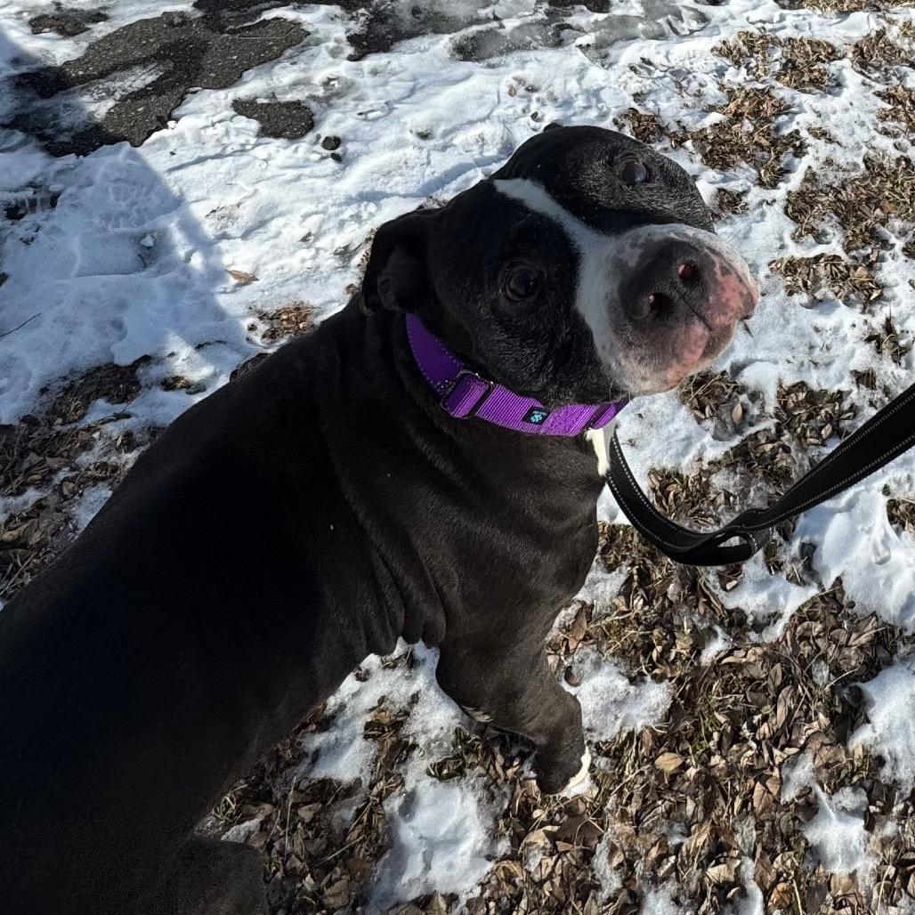 Poppy, a Adoptable mixed breed in Newark, DE image 2/6