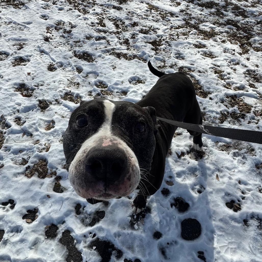 Poppy, a Adoptable mixed breed in Newark, DE image 3/6