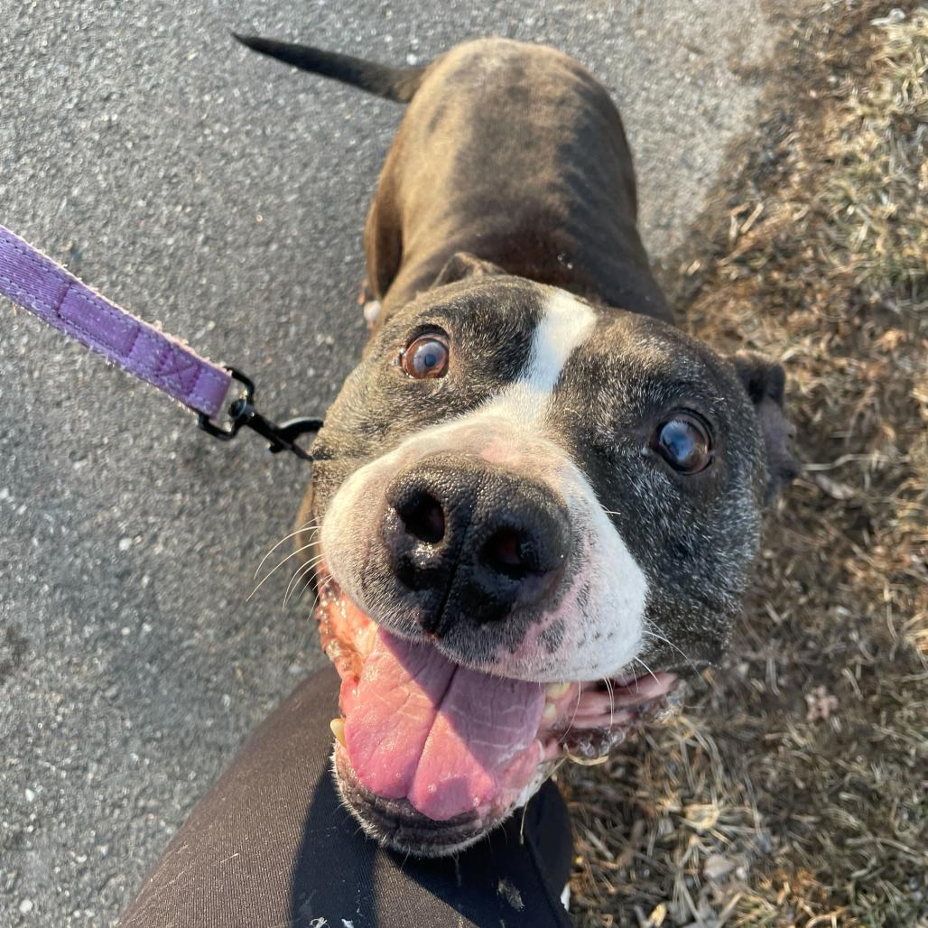 Poppy, a Adoptable mixed breed in Newark, DE image 4/6
