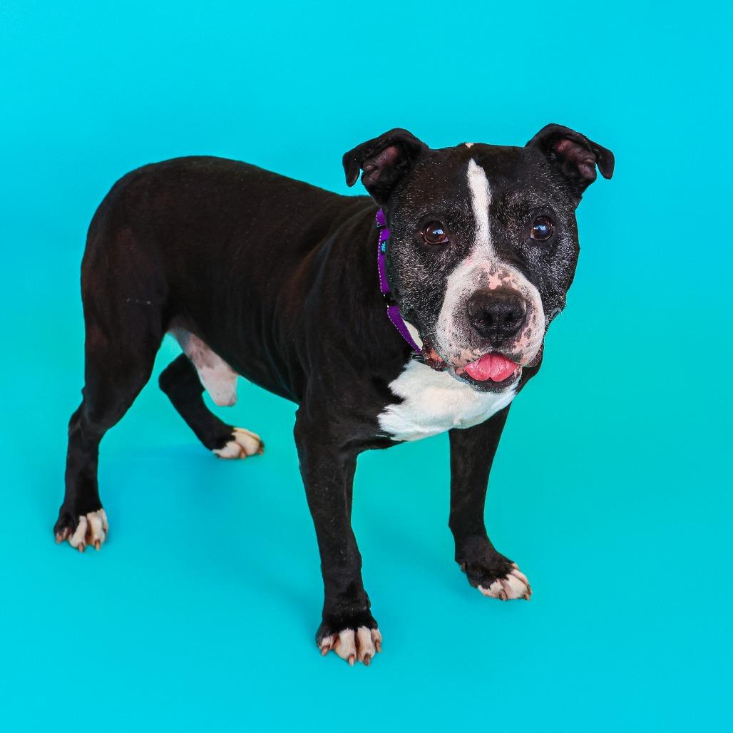 Poppy, a Adoptable mixed breed in Newark, DE image 5/6