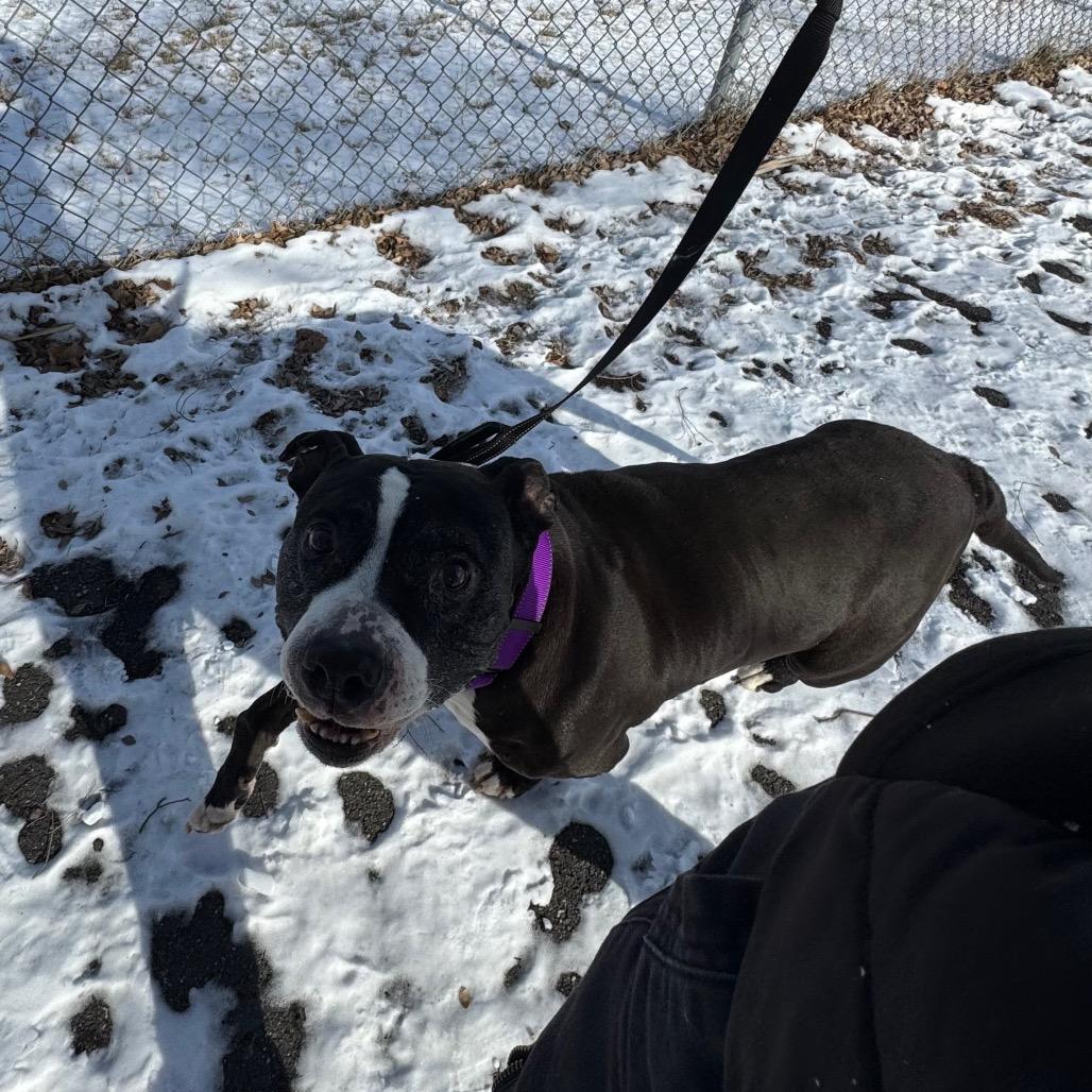 Poppy, a Adoptable mixed breed in Newark, DE image 6/6