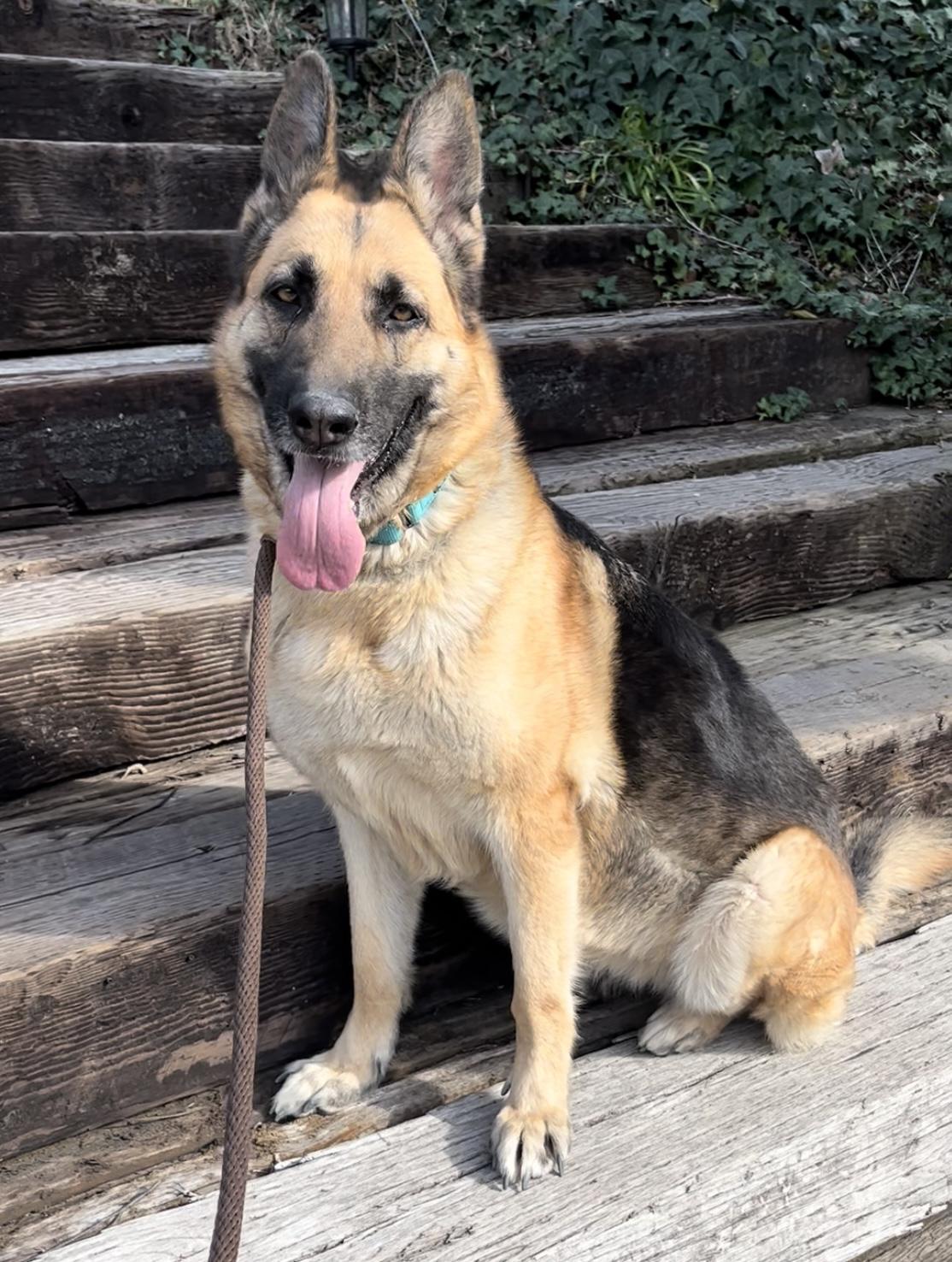 Enlarge BELLA, a ADOPTABLE German Shepherd Dog in Los Angeles, CA image 3/4