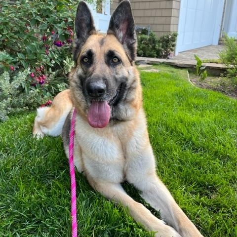 BELLA, ADOPTABLE, Senior Female German Shepherd Dog.