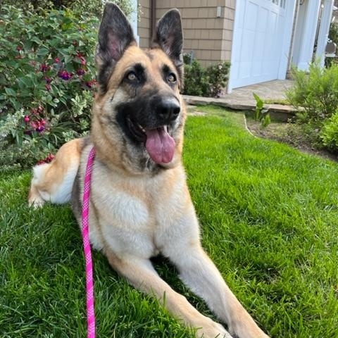 Enlarge BELLA, a ADOPTABLE German Shepherd Dog in Los Angeles, CA image 2/4