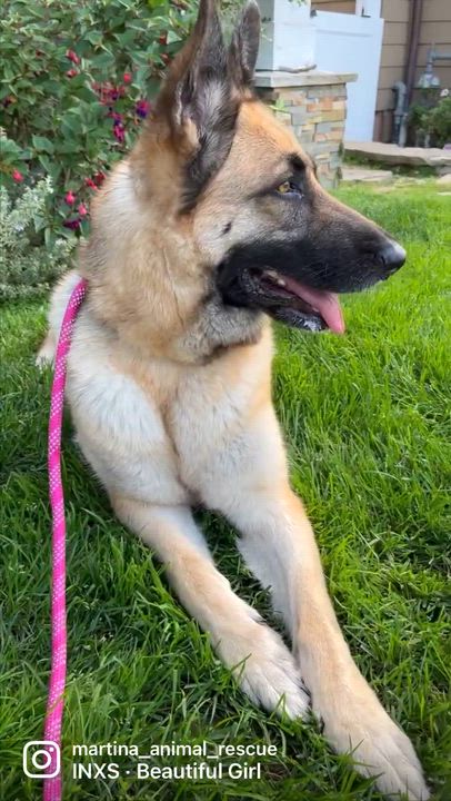 Enlarge BELLA, a ADOPTABLE German Shepherd Dog in Los Angeles, CA video 4/4