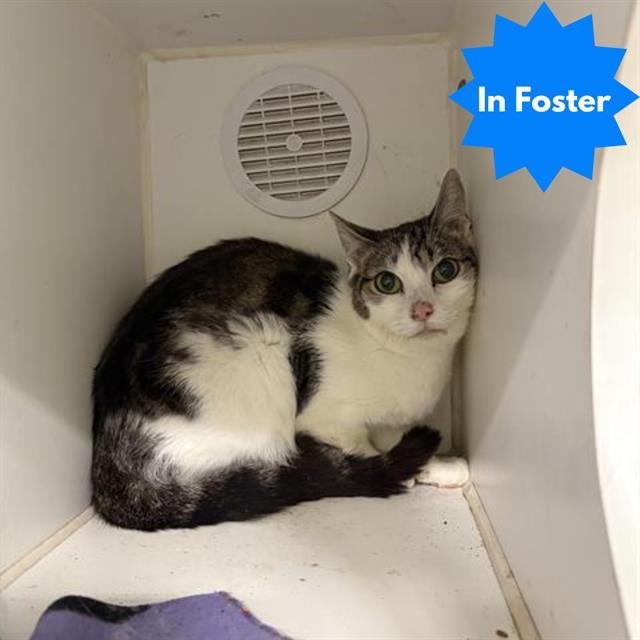 Enlarge ANGEL, a Adoptable Domestic Short Hair in Indianapolis, IN image 1/1