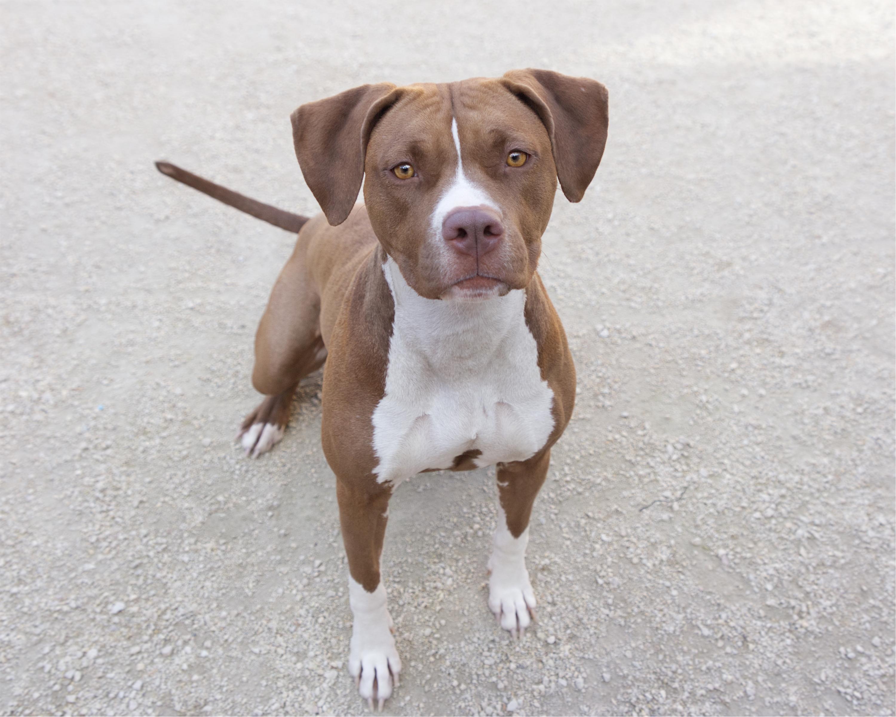 Pennie, an adoptable Boxer, Labrador Retriever in Winnipeg, MB, R3E 3N8 | Photo Image 3