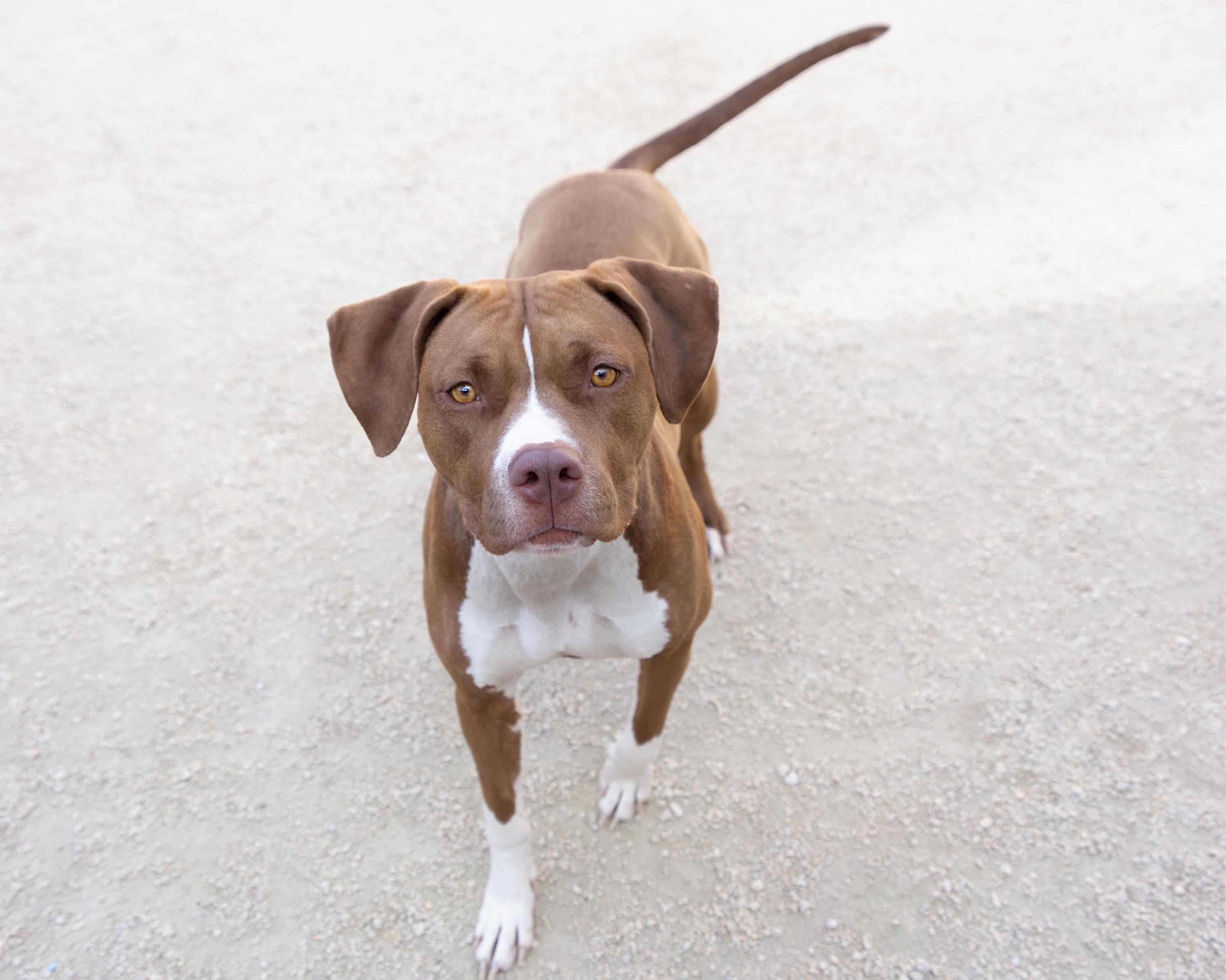 Pennie, an adoptable Boxer, Labrador Retriever in Winnipeg, MB, R3E 3N8 | Photo Image 2