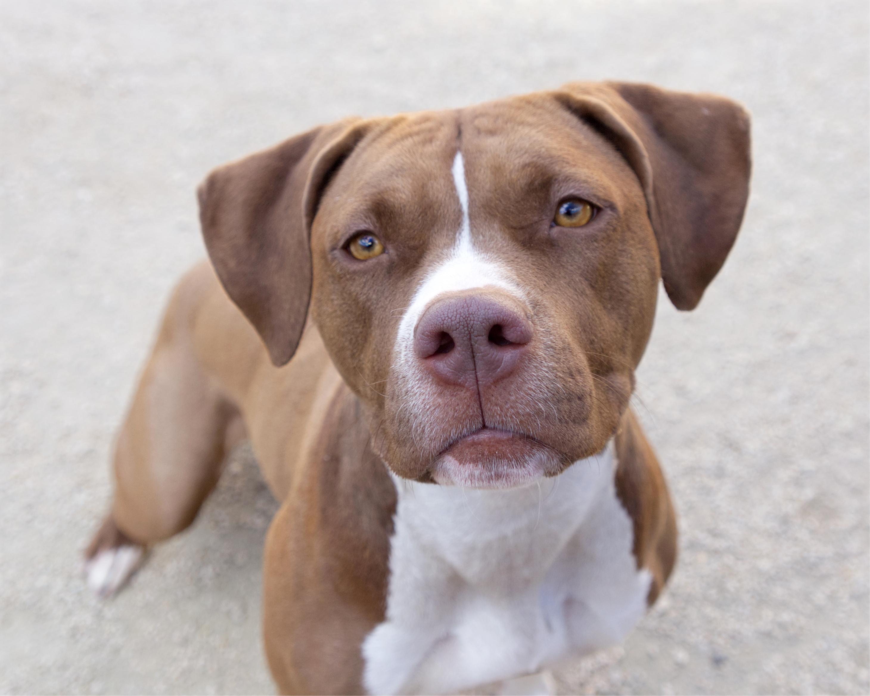 Pennie, an adoptable Boxer, Labrador Retriever in Winnipeg, MB, R3E 3N8 | Photo Image 1
