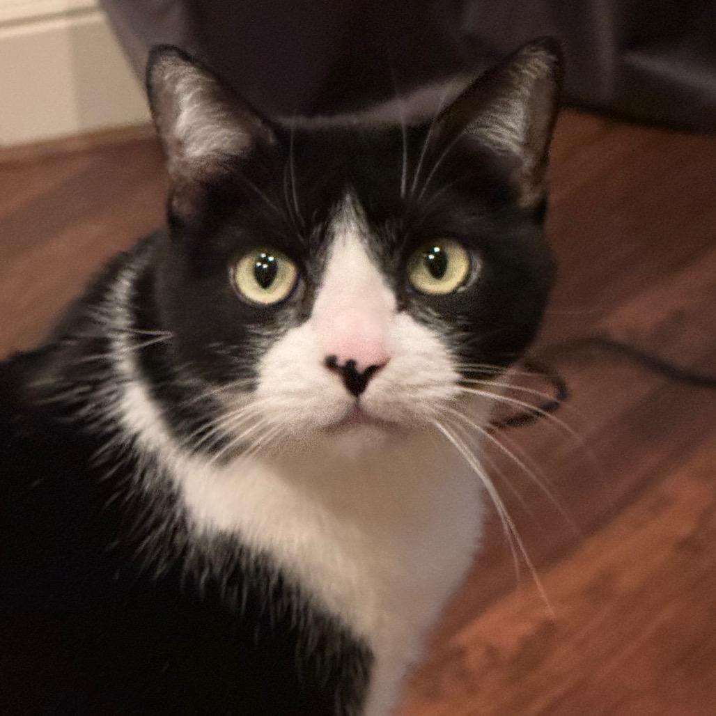 Enlarge Kiki, a Adoptable Domestic Short Hair in Flower Mound, TX image 1/6