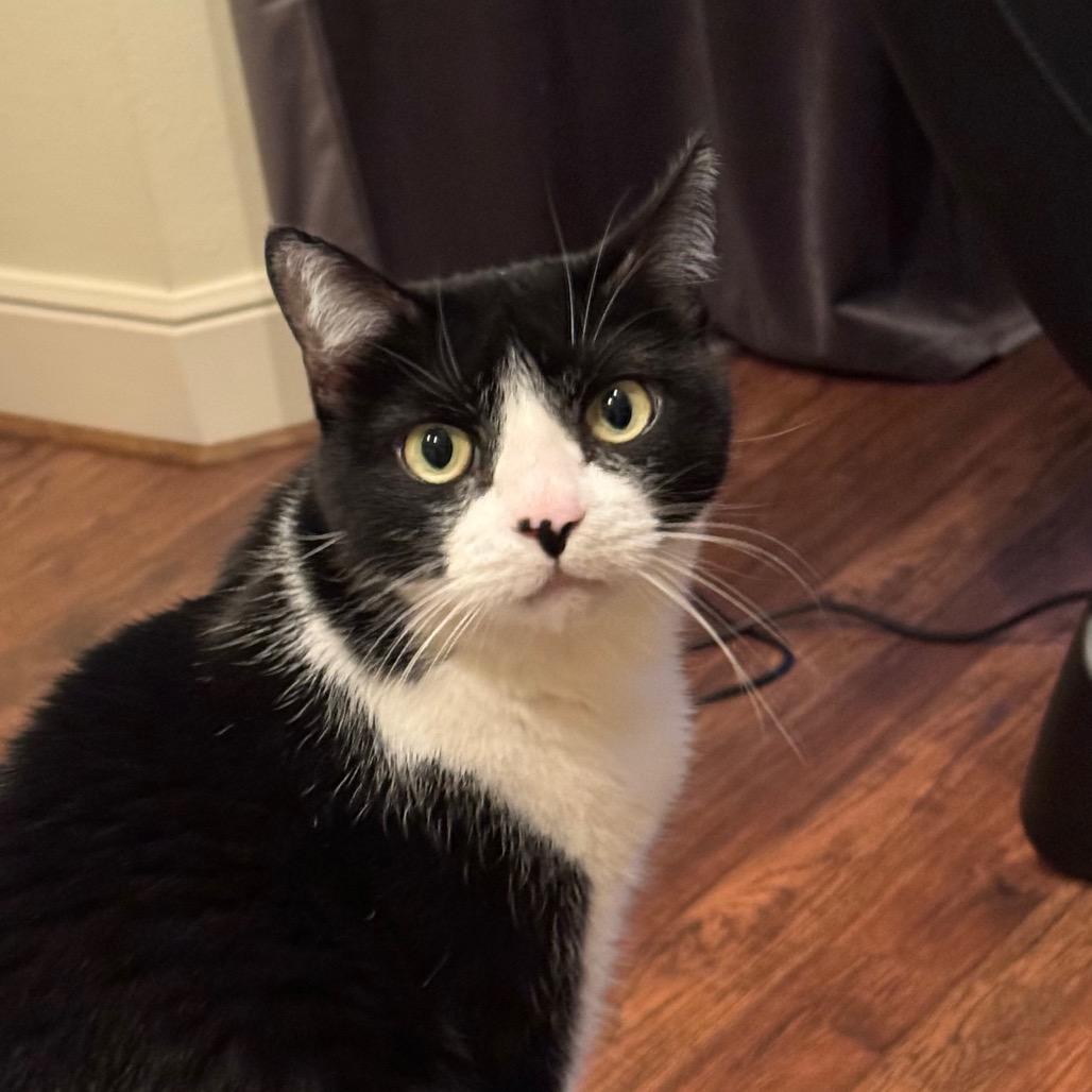 Kiki, Adoptable, Adult Female Domestic Short Hair.