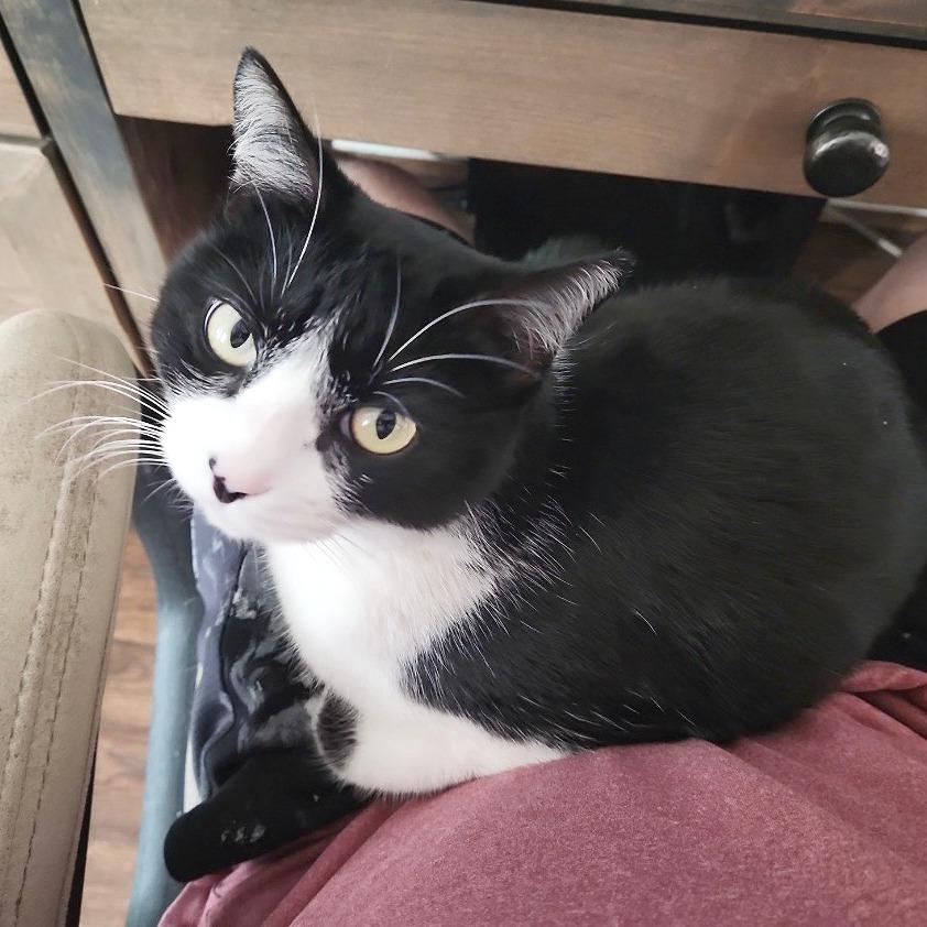 Enlarge Kiki, a Adoptable Domestic Short Hair in Flower Mound, TX image 3/6