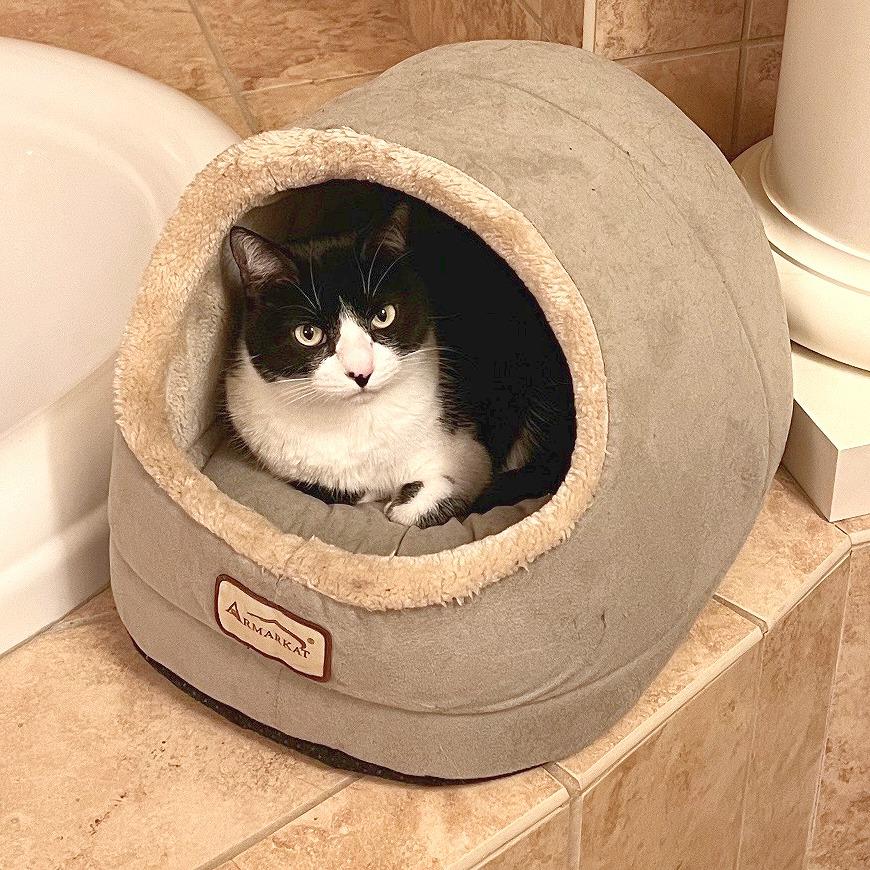 Enlarge Kiki, a Adoptable Domestic Short Hair in Flower Mound, TX image 4/6