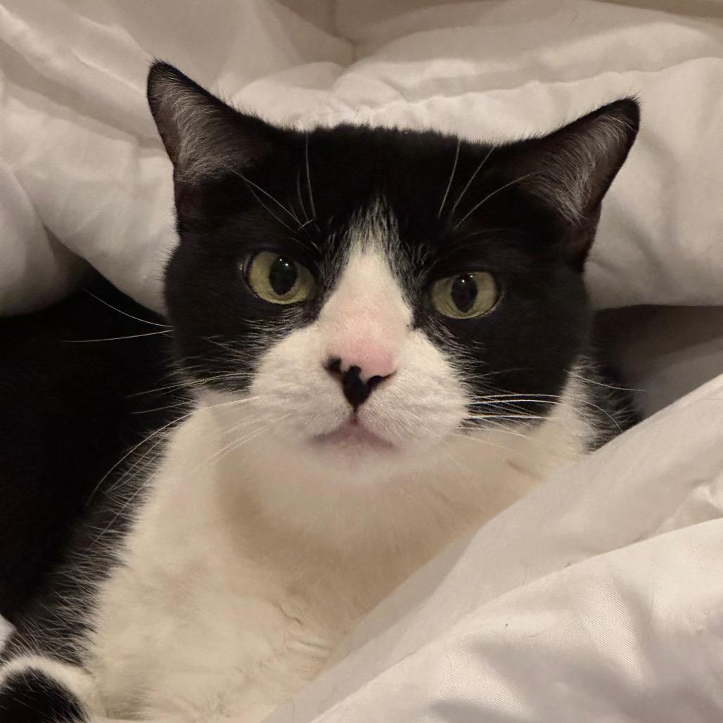 Enlarge Kiki, a Adoptable Domestic Short Hair in Flower Mound, TX image 5/6