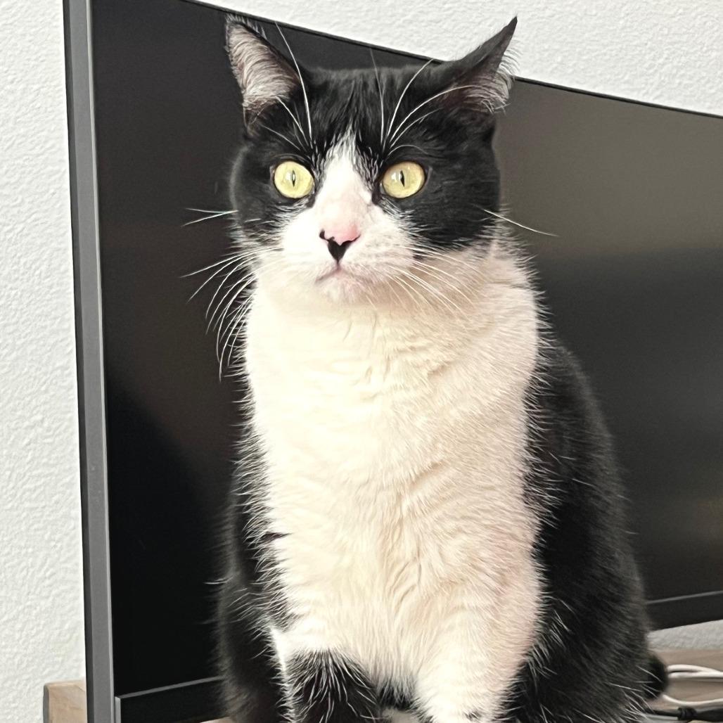 Enlarge Kiki, a Adoptable Domestic Short Hair in Flower Mound, TX image 6/6