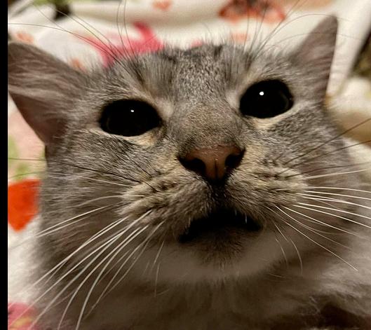 Kisses, Adoptable, Adult Male Domestic Short Hair.