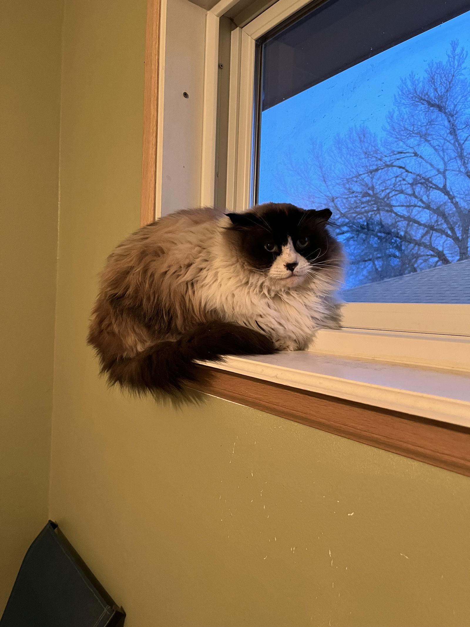 Lantana, Adoptable, Adult Male Siamese.