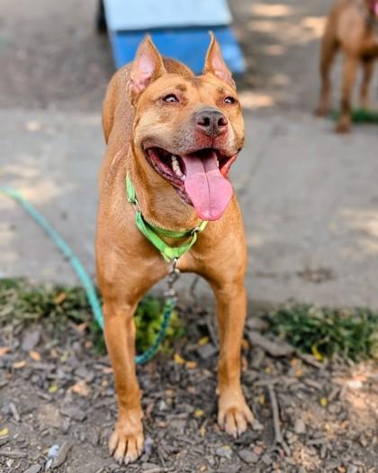 Enlarge Rosie, a Adoptable mixed breed in Cincinnati, OH image 1/3