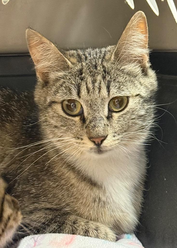 Whisker, Adoptable, Young Female Domestic Short Hair.