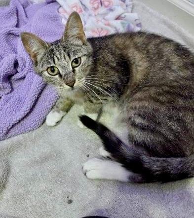 Whisker, a Adoptable mixed breed in Gillette, WY image 2/2