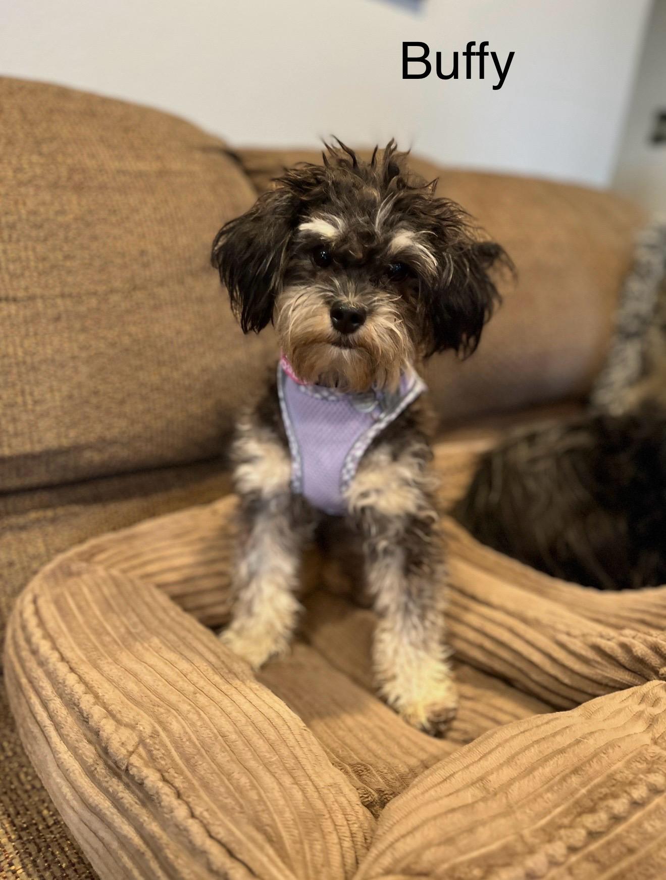 Buffy - The Sweet Schnoodle