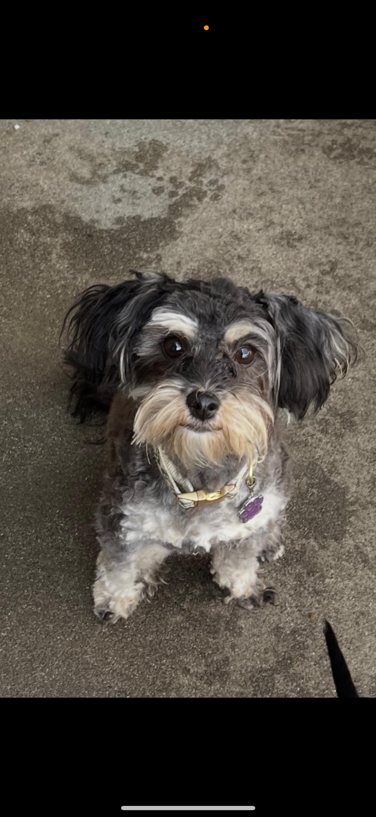 Buffy - The Sweet Schnoodle, a Adoptable Schnoodle in Rancho Cucamonga , CA image 2/3
