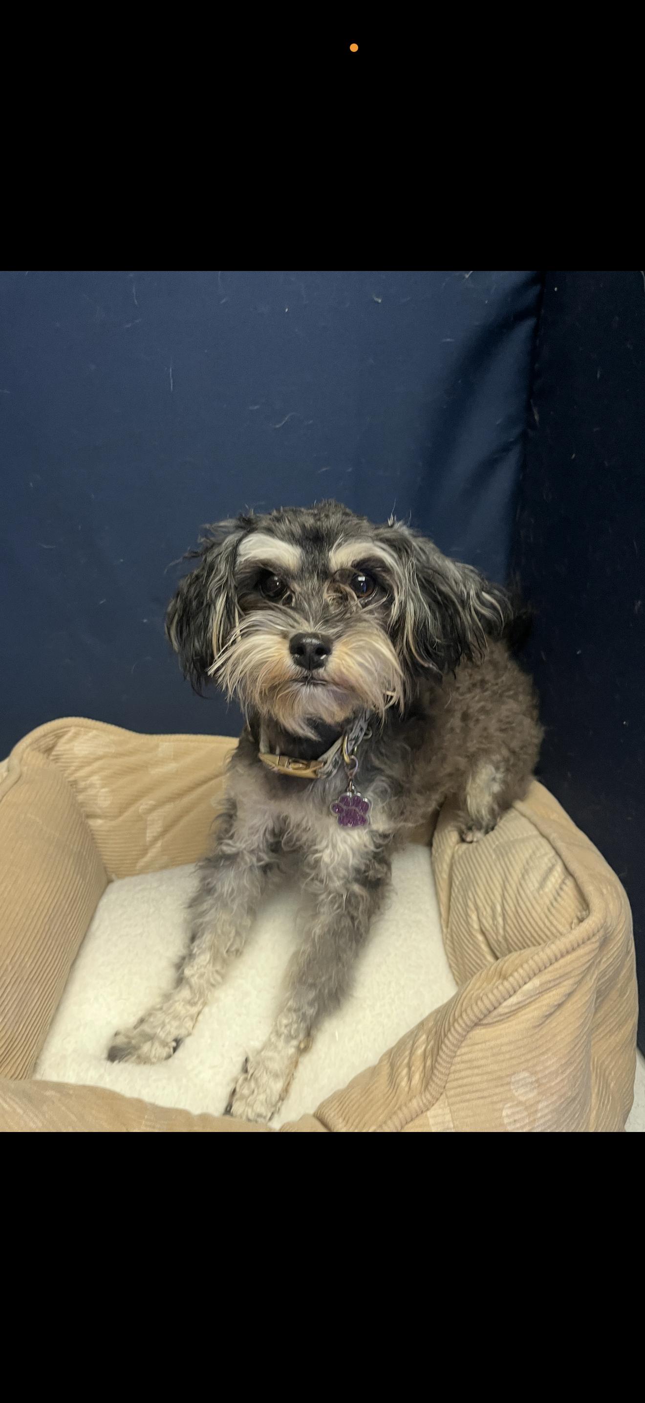 Enlarge Buffy - The Sweet Schnoodle, a Adoptable Schnoodle in Rancho Cucamonga , CA image 4/4