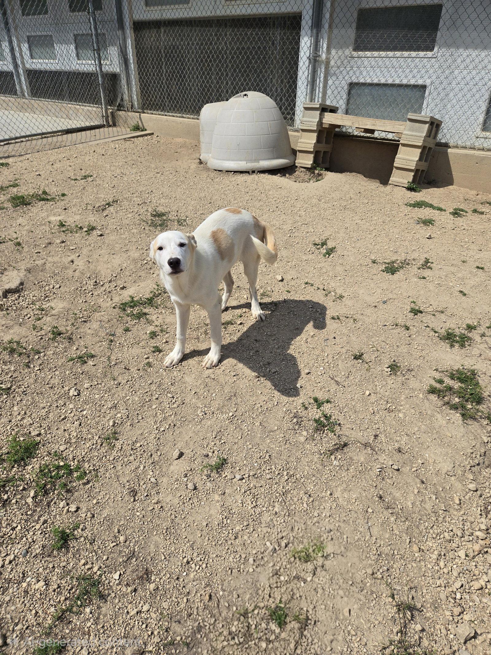 Big Boy, Adoptable, Young Male Husky.