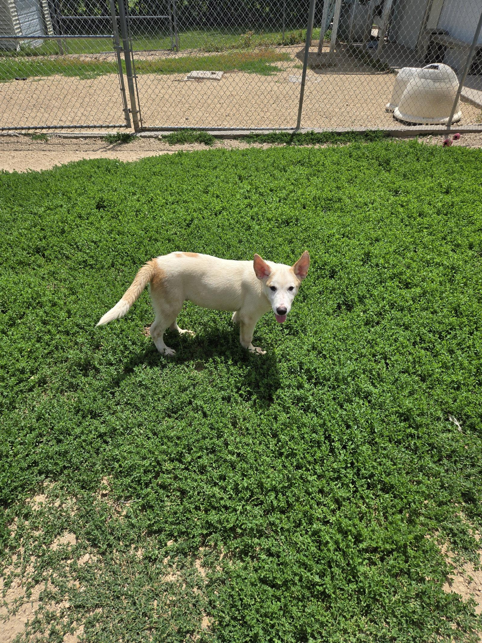 Big Boy, Adoptable, Young Male Husky.