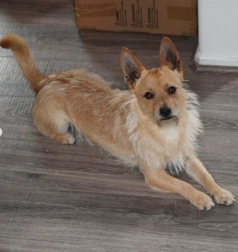 Enlarge Jack, a ADOPTABLE mixed breed in TEMECULA, CA image 5/5