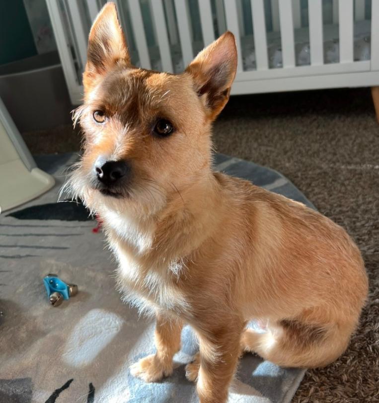 Enlarge Jack, a ADOPTABLE mixed breed in TEMECULA, CA image 2/5