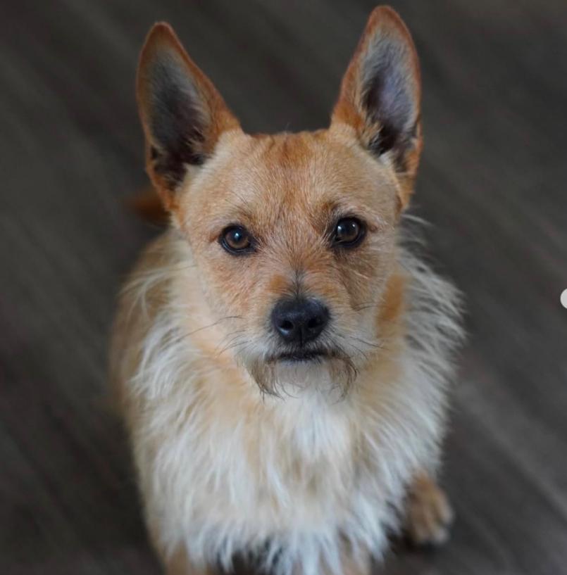 Jack, ADOPTABLE, Adult Male Terrier.