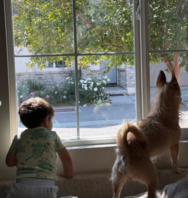 Enlarge Jack, a ADOPTABLE mixed breed in TEMECULA, CA image 3/5