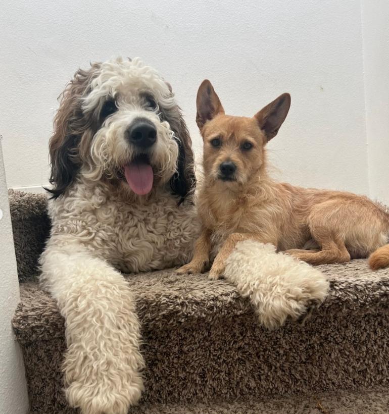 Enlarge Jack, a ADOPTABLE mixed breed in TEMECULA, CA image 4/5