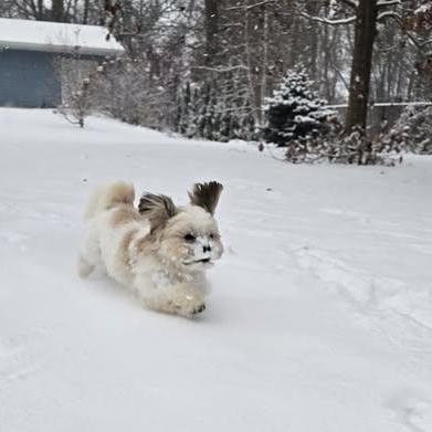 Enlarge Mochi, an adopted Shih Tzu in Watertown, WI image 6/6