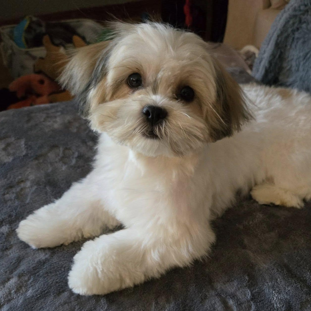 Mochi, adopted, Puppy Female Shih Tzu.