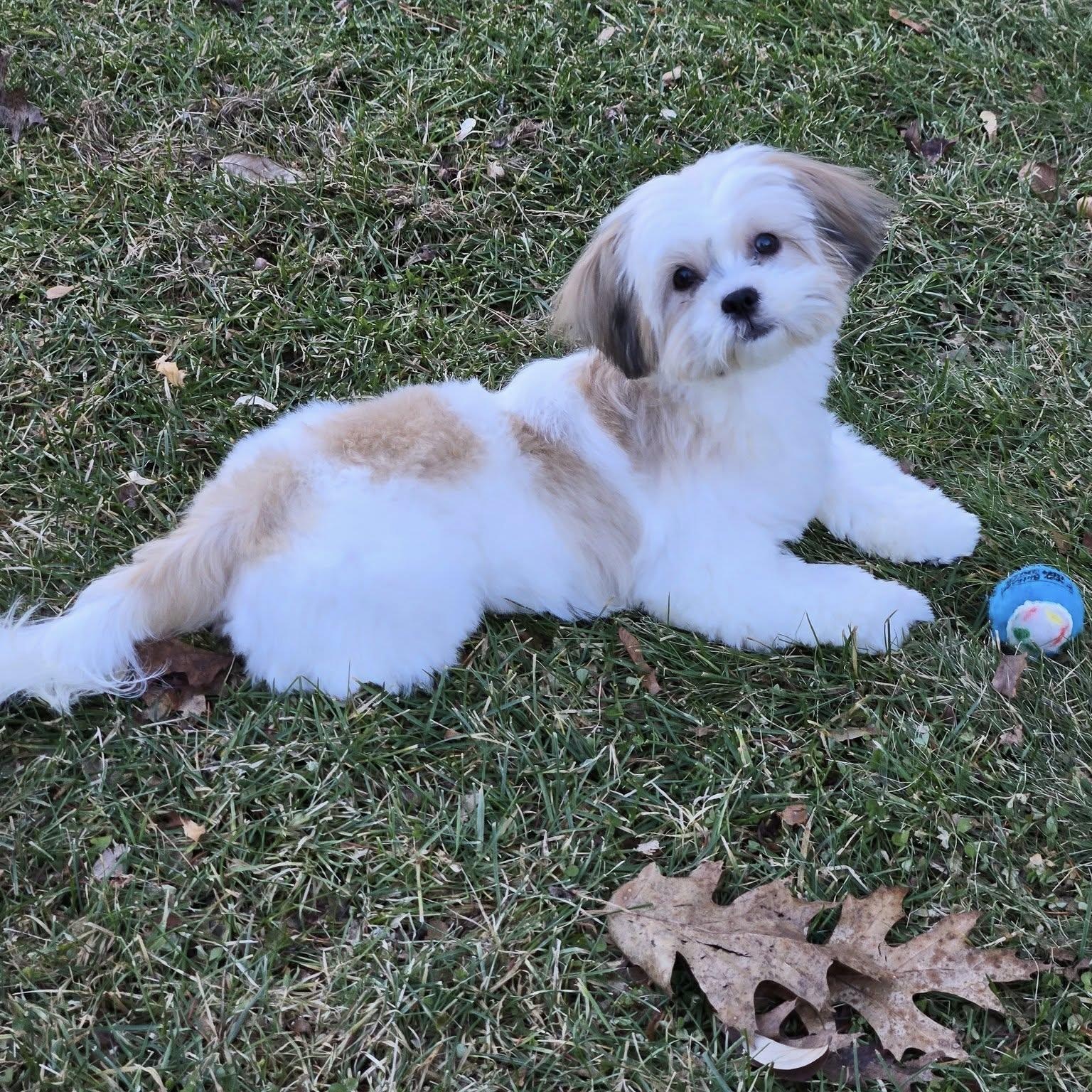 Enlarge Mochi, an adopted Shih Tzu in Watertown, WI image 3/6