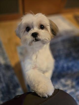 Enlarge Mochi, an adopted Shih Tzu in Watertown, WI image 2/6
