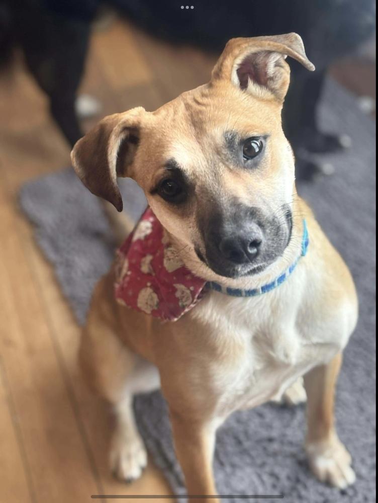 Shelby, a Adoptable mixed breed in Alden, NY image 2/6