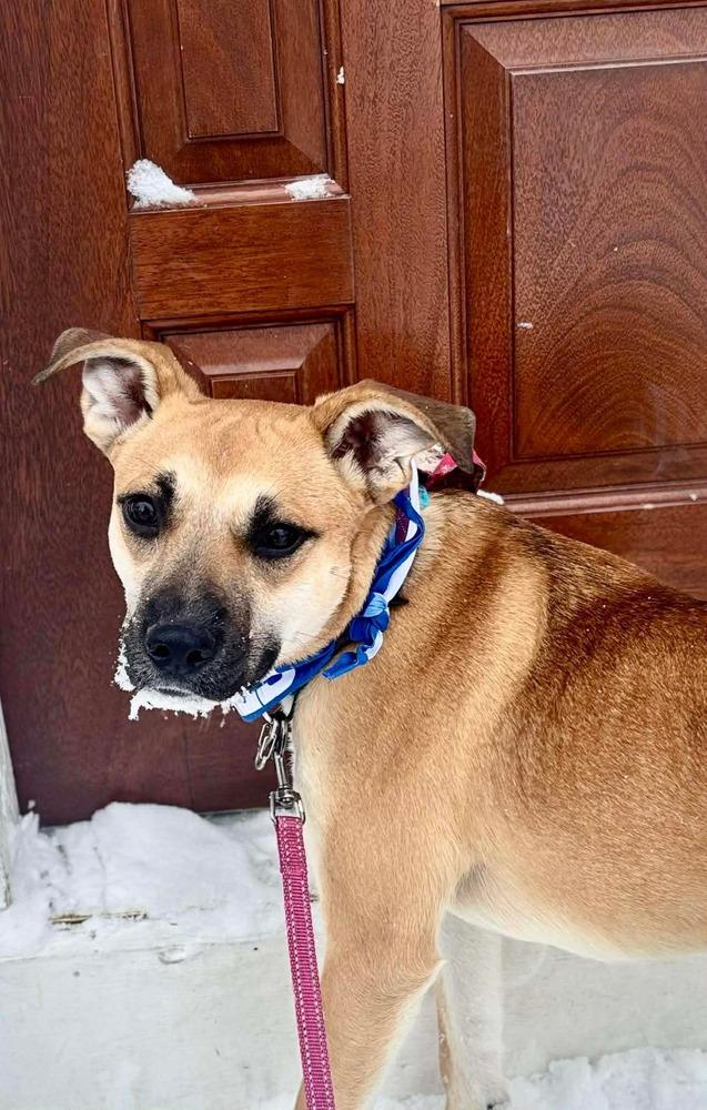 Shelby, a Adoptable mixed breed in Alden, NY image 3/6