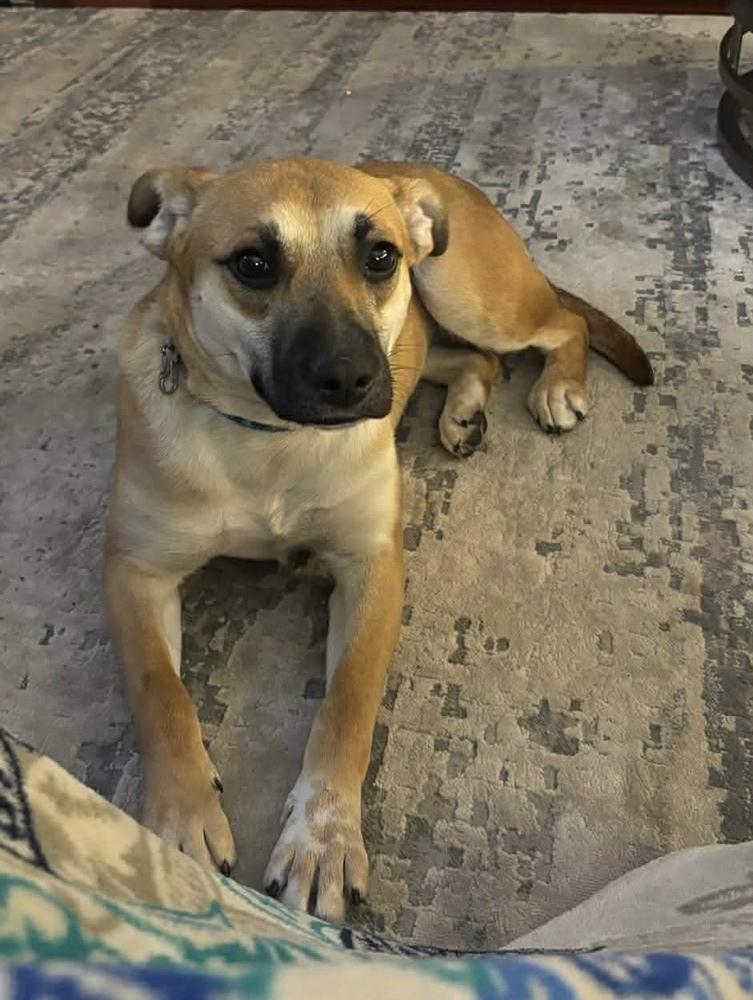 Shelby — thumbnail 4