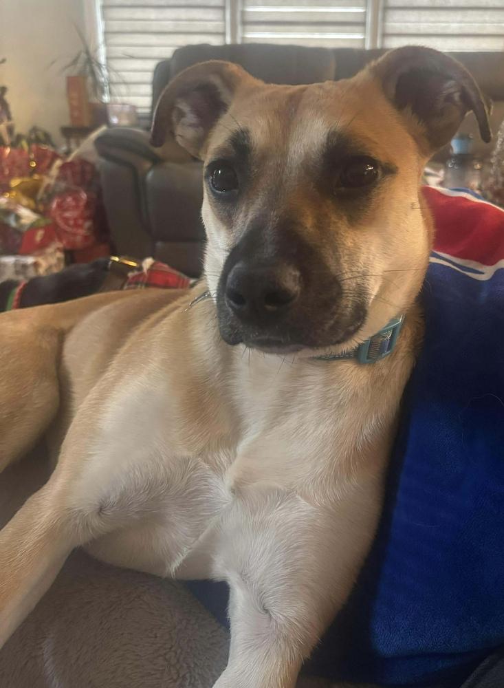 Shelby — thumbnail 5